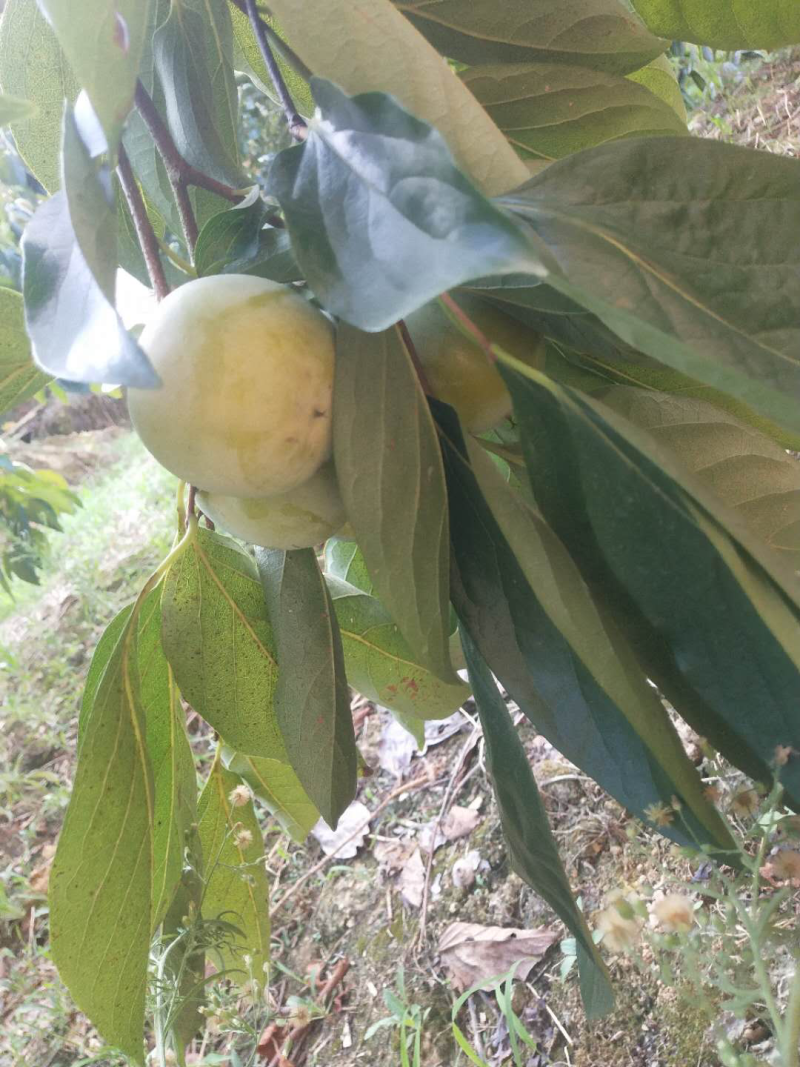 2018新鲜柿子