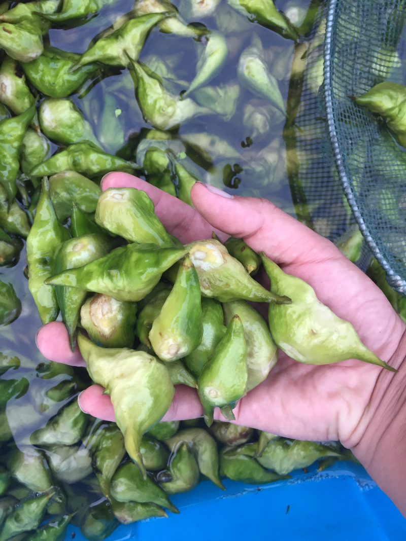 有机食品青菱个大饱满干净口感好