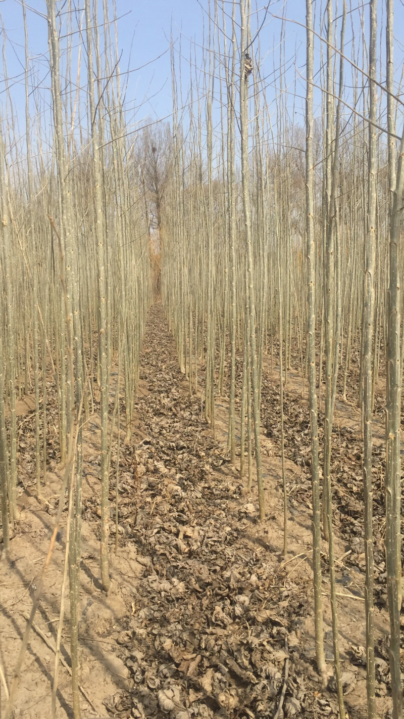 碧玉杨
