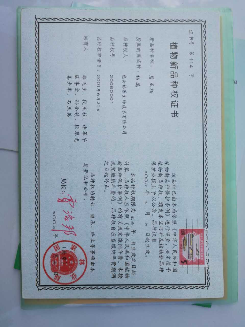 碧玉杨