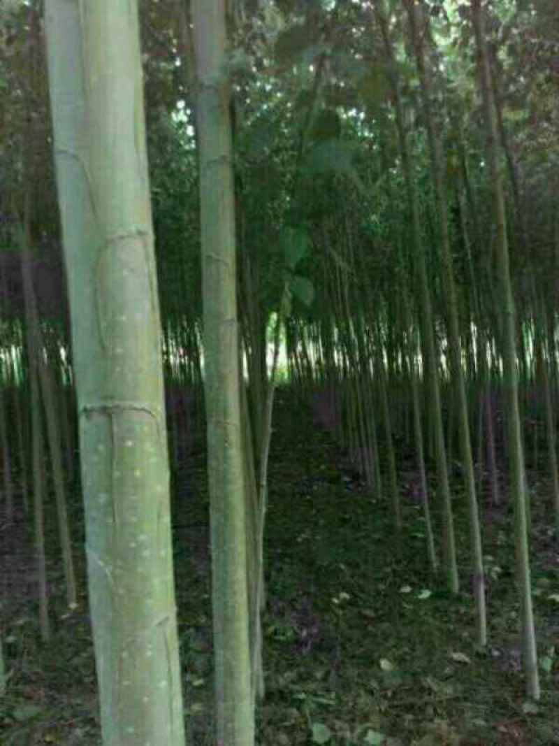 碧玉杨