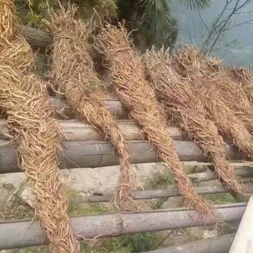 鼻血雷、背蛇生碧血莲（钟铃藤）详情请咨询