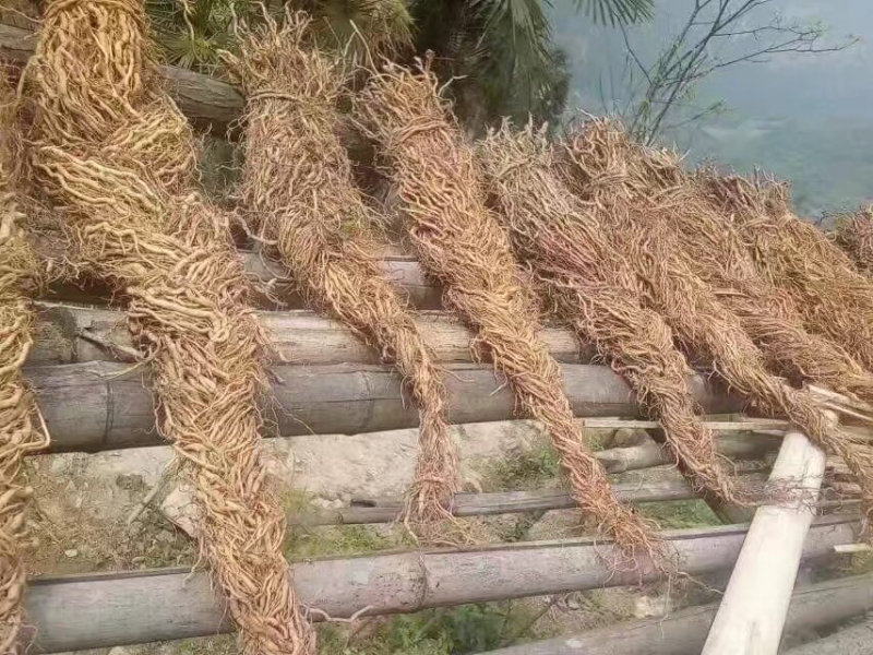 鼻血雷、背蛇生碧血莲（钟铃藤）详情请咨询