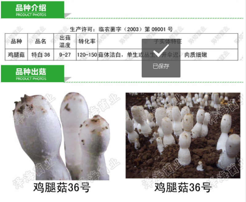 鸡腿菇菌种原种二级种