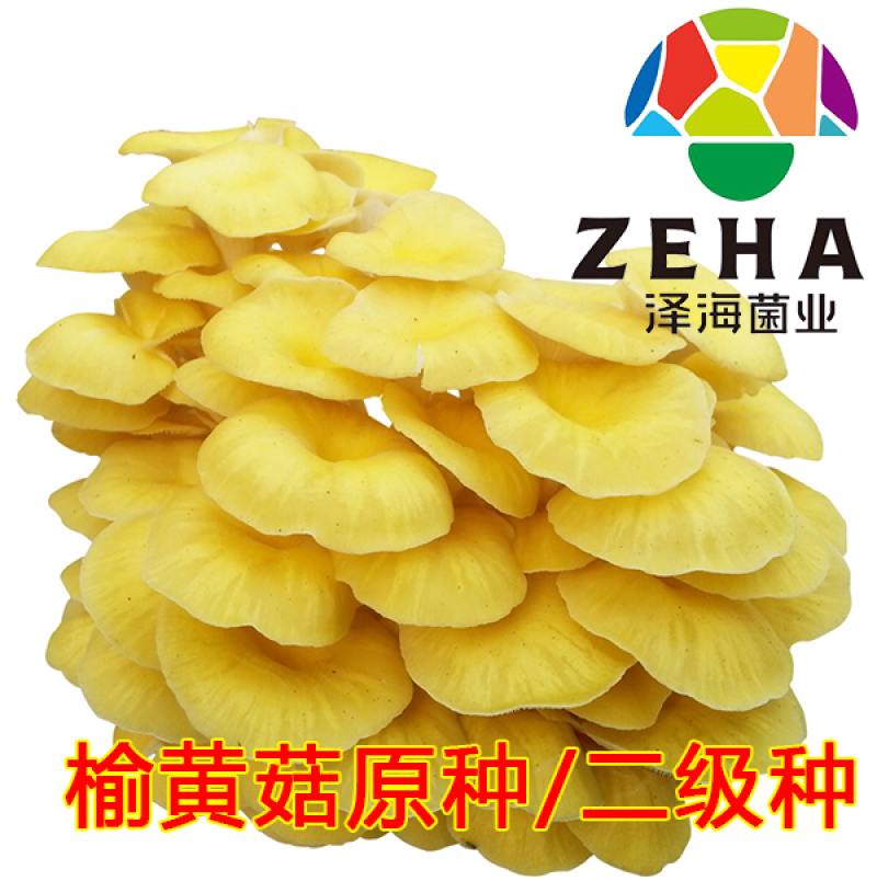 榆黄菇菌种原种二级种