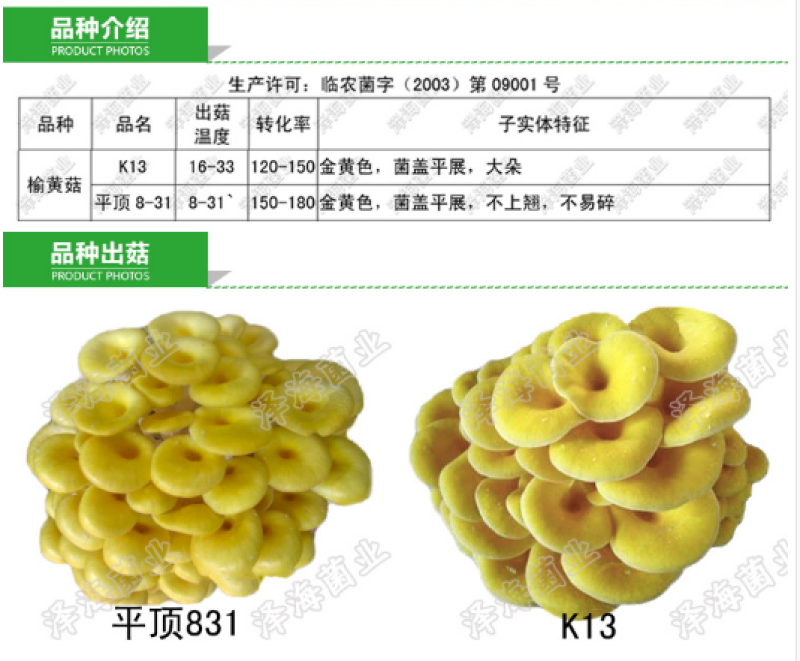 榆黄菇菌种原种二级种