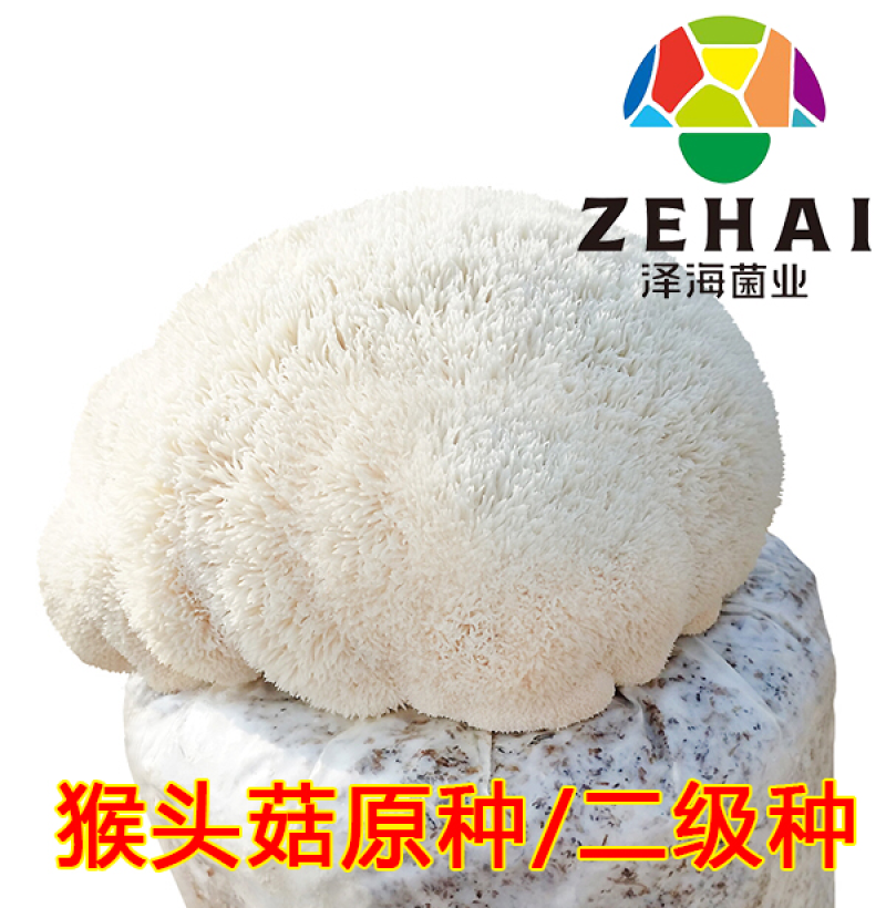 猴头菇原种二级种