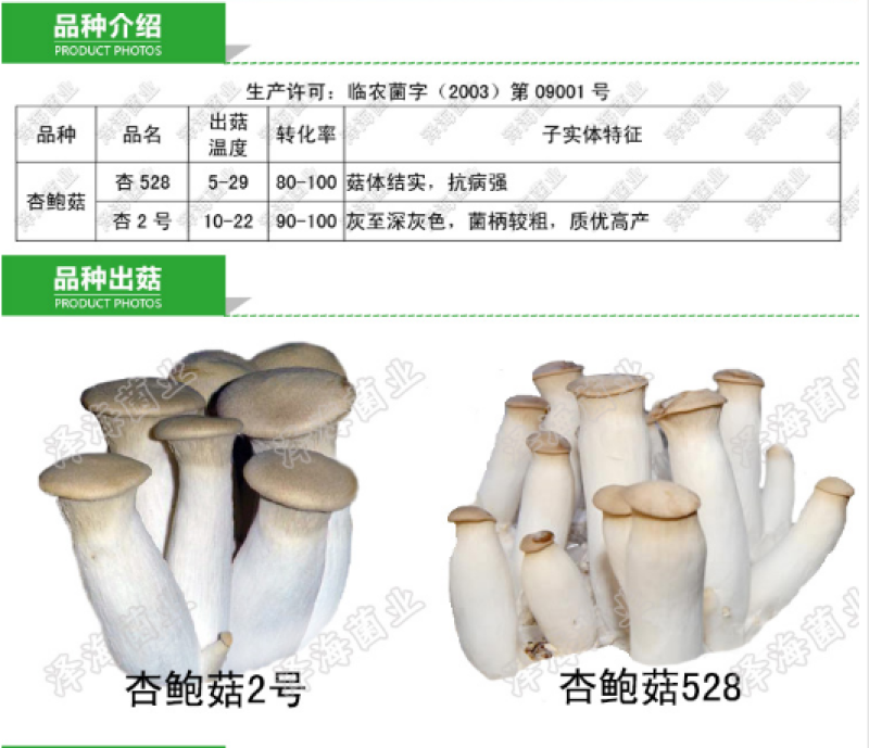 杏鲍菇原种二级种