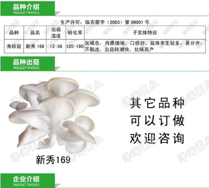 秀珍菇新秀169和2005品种菌种原种二级种