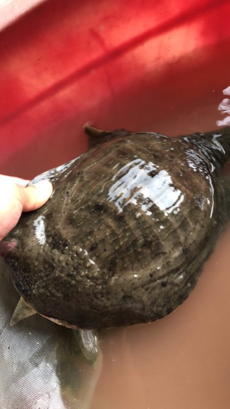 中秋节特价甲鱼全国包邮