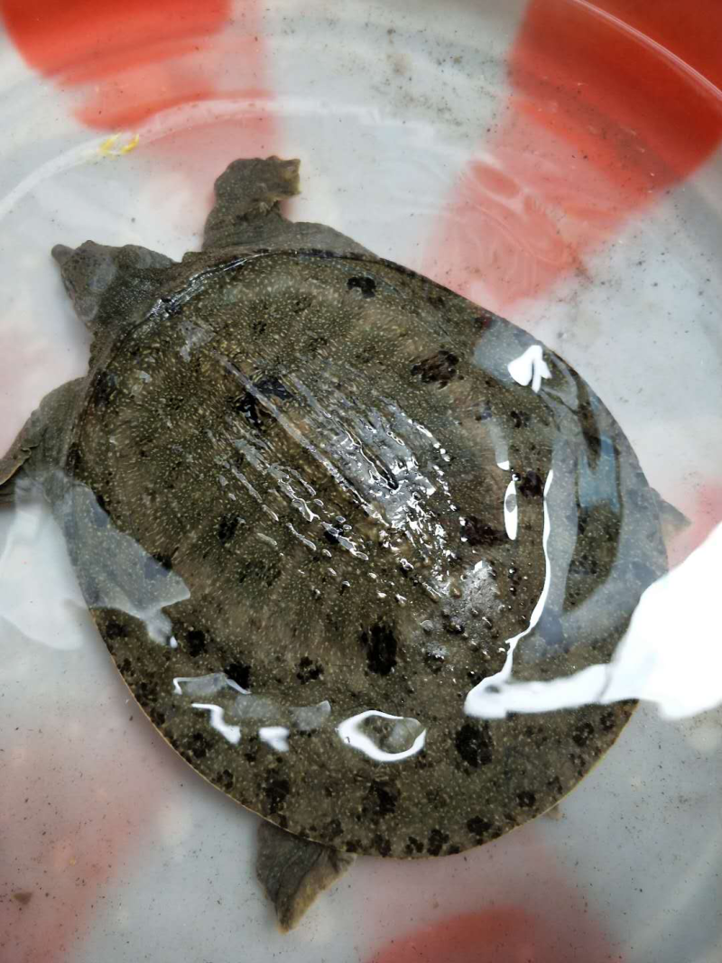 中秋节特价甲鱼全国包邮