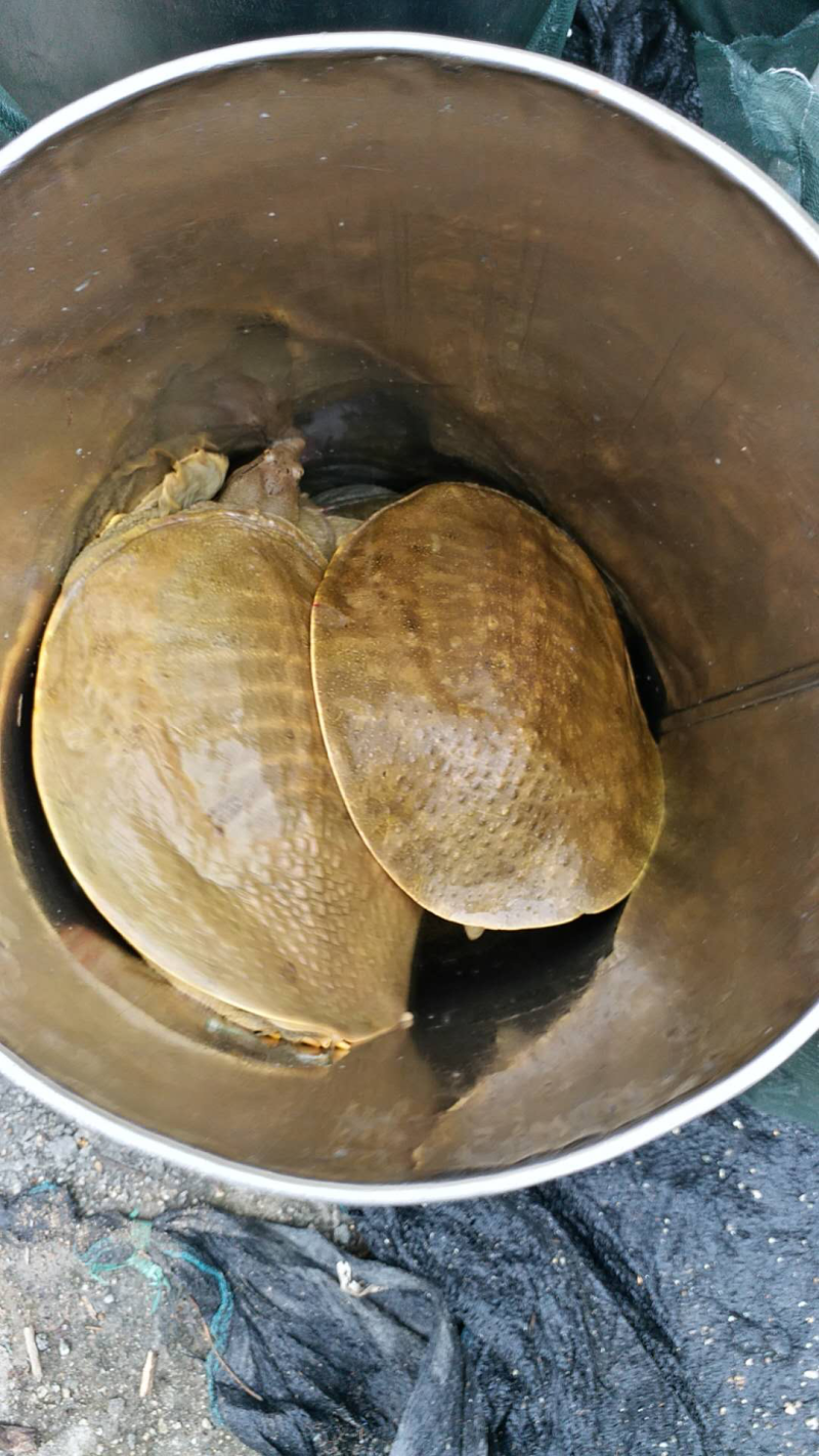 中秋节特价甲鱼全国包邮