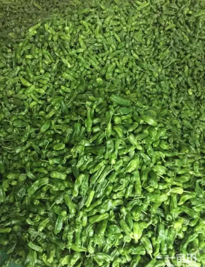 精品苏椒五号，薄皮青椒，产地直销，只做精品蔬菜