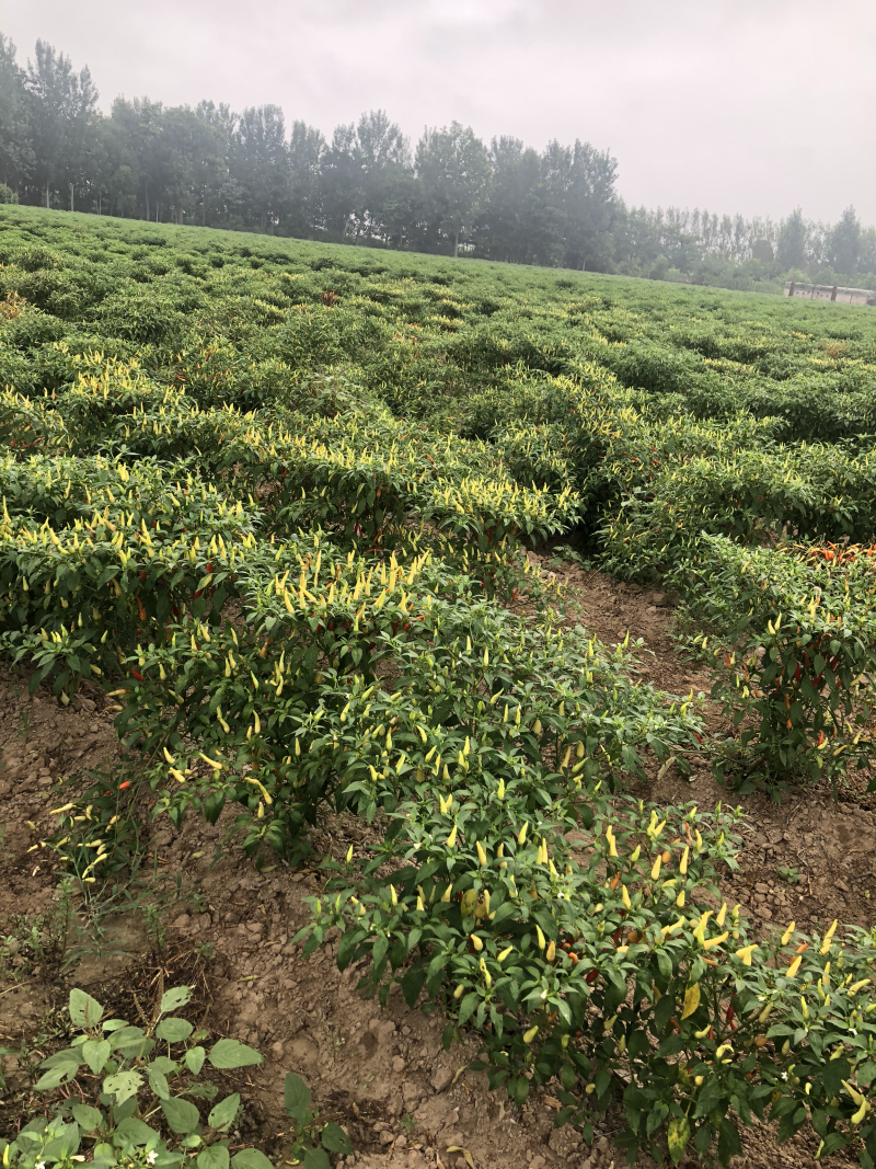 小米椒