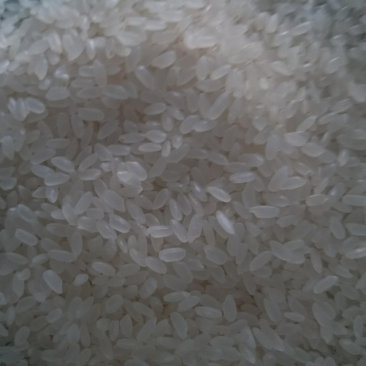 东北大米