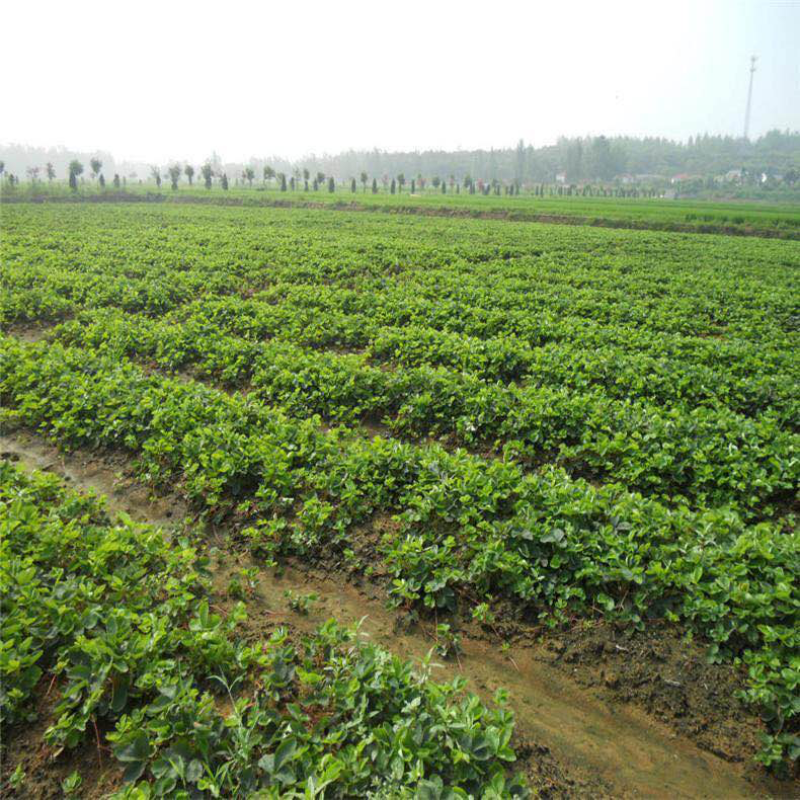 四季草莓苗章姬草莓苗红颜苗甜茶里苗奶油草莓苗白草莓苗等等