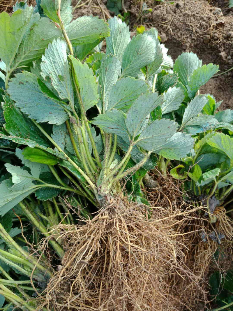 四季草莓苗章姬草莓苗红颜苗甜茶里苗奶油草莓苗白草莓苗等等