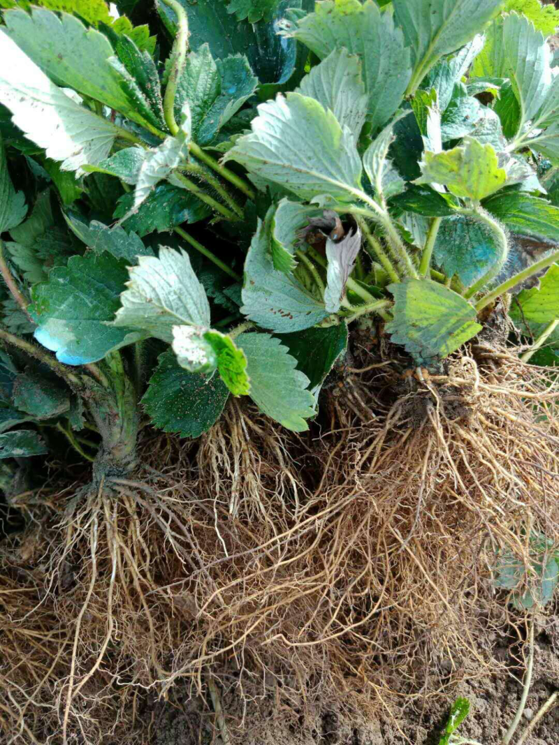 四季草莓苗章姬草莓苗红颜苗甜茶里苗奶油草莓苗白草莓苗等等
