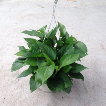 绿萝盆栽植物花卉水培吊兰室内观叶绿植吸甲醛净化空气