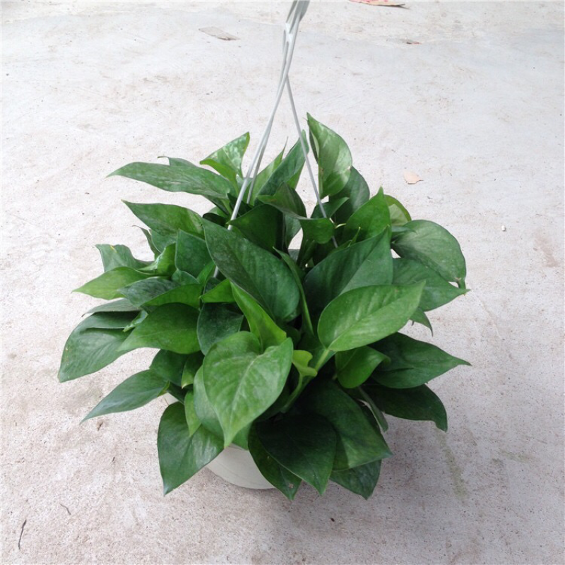 绿萝盆栽植物花卉水培吊兰室内观叶绿植吸甲醛净化空气