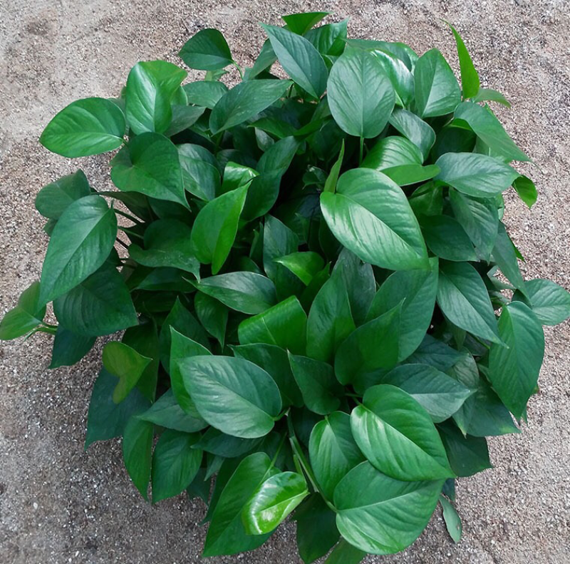 绿萝盆栽植物花卉水培吊兰室内观叶绿植吸甲醛净化空气