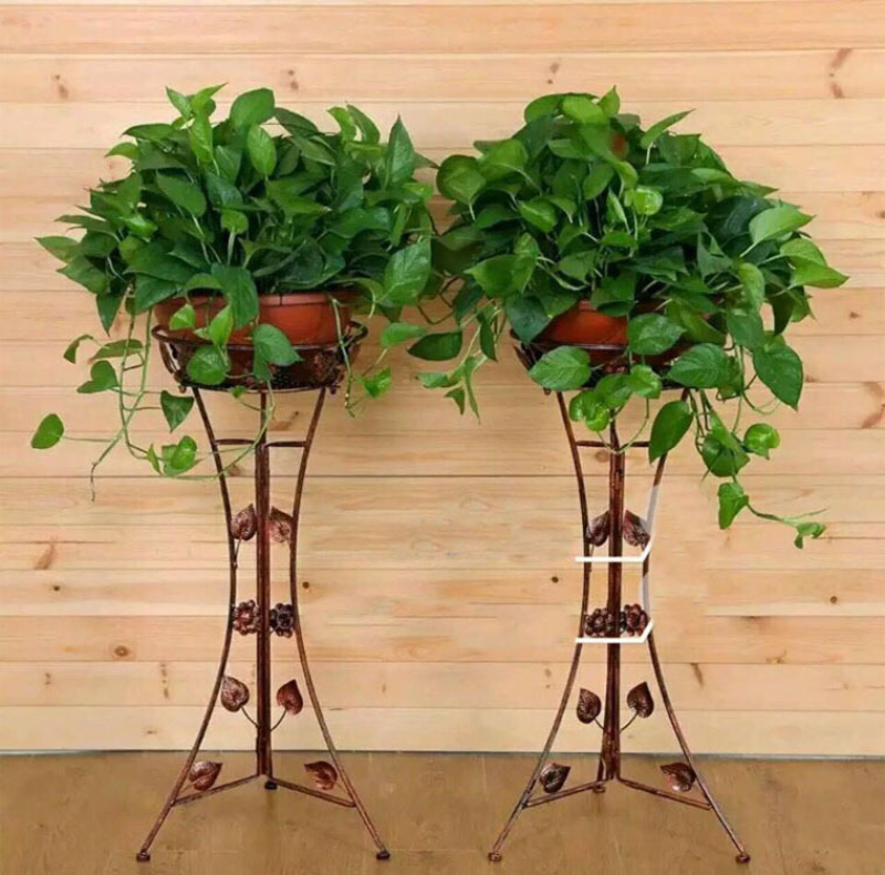 绿萝盆栽植物花卉水培吊兰室内观叶绿植吸甲醛净化空气