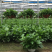 绿萝盆栽植物花卉水培吊兰室内观叶绿植吸甲醛净化空气