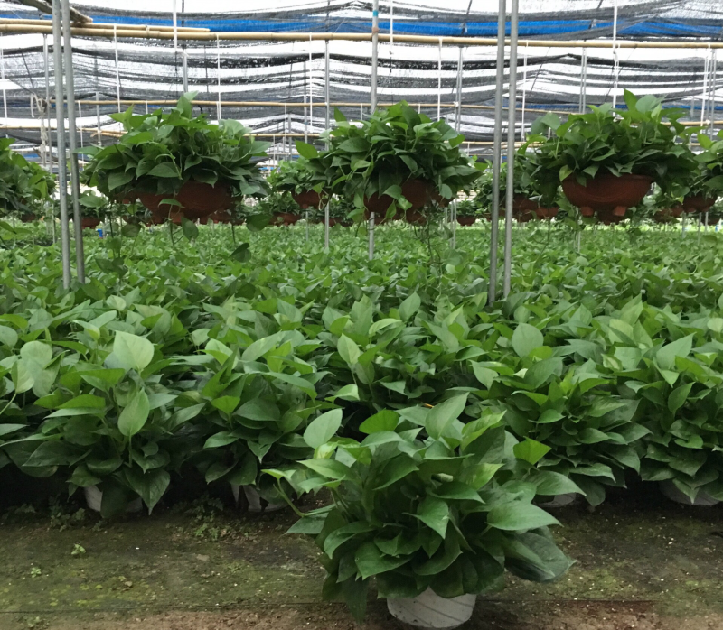 绿萝盆栽植物花卉水培吊兰室内观叶绿植吸甲醛净化空气