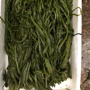 裙带菜，海带王，