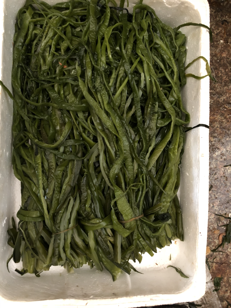 裙带菜，海带王，