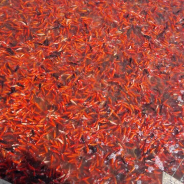 锦鲤红草金鱼零售批发，价格优惠