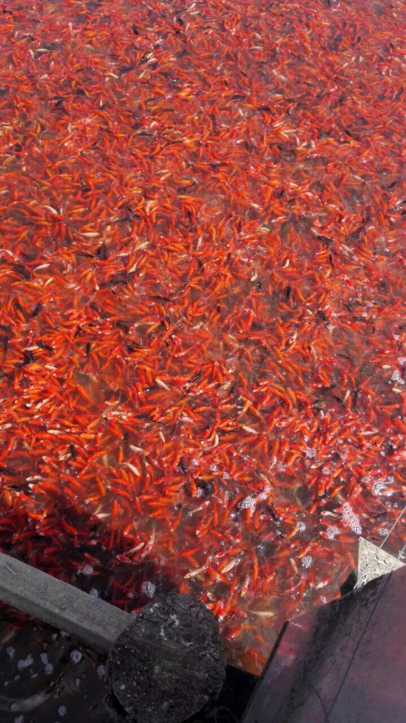 锦鲤红草金鱼零售批发，价格优惠