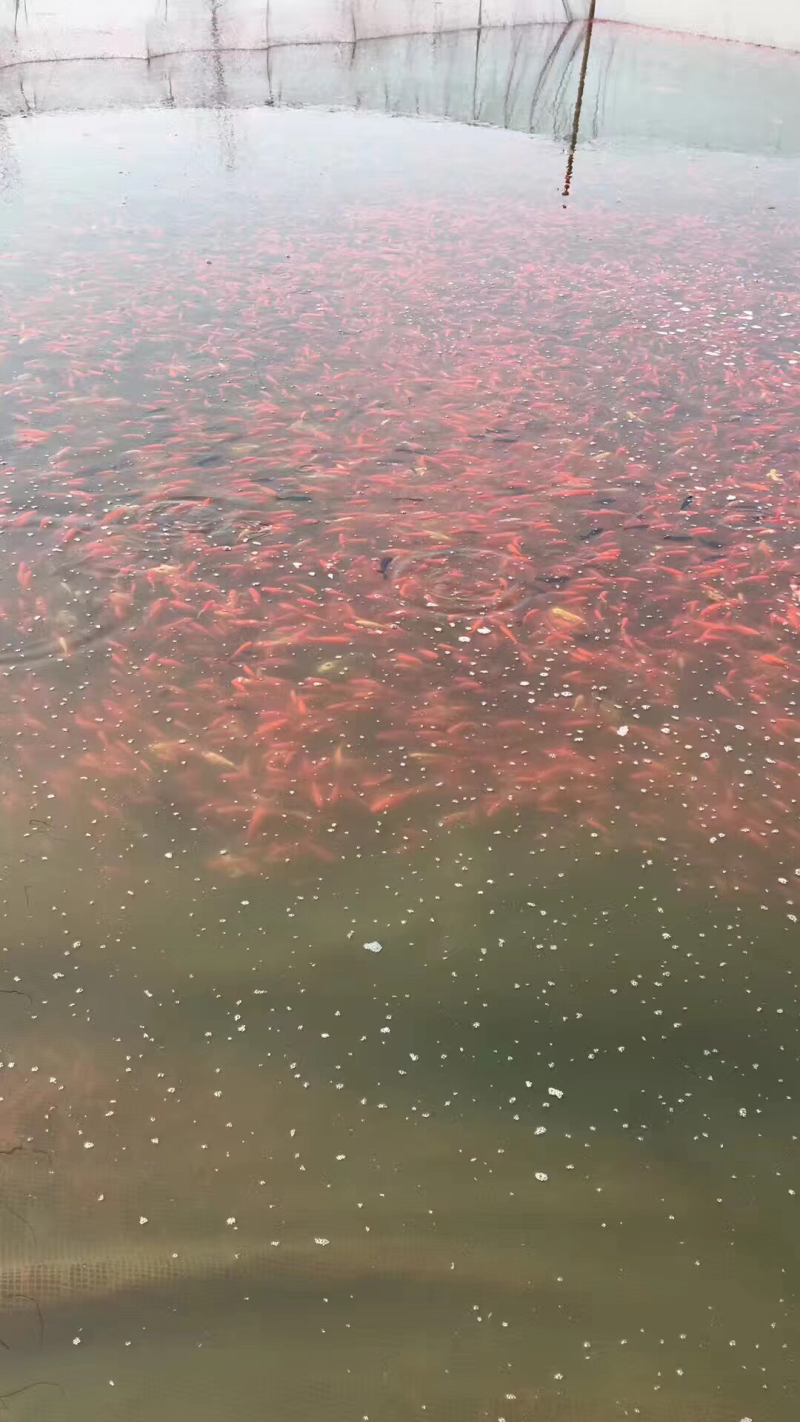 锦鲤红草金鱼零售批发，价格优惠