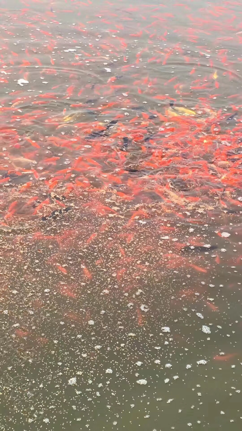 锦鲤红草金鱼零售批发，价格优惠