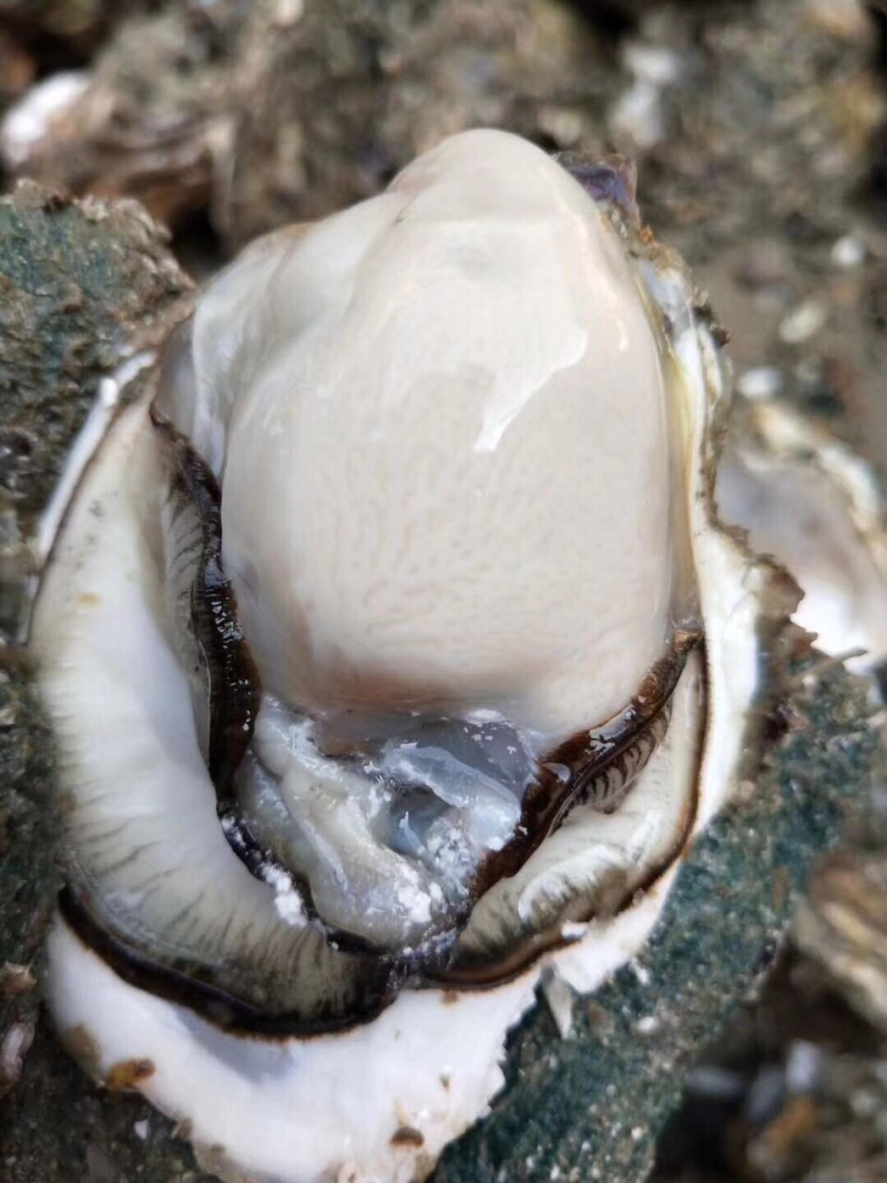 海蛎