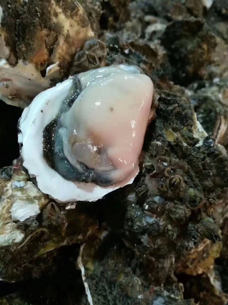 海蛎