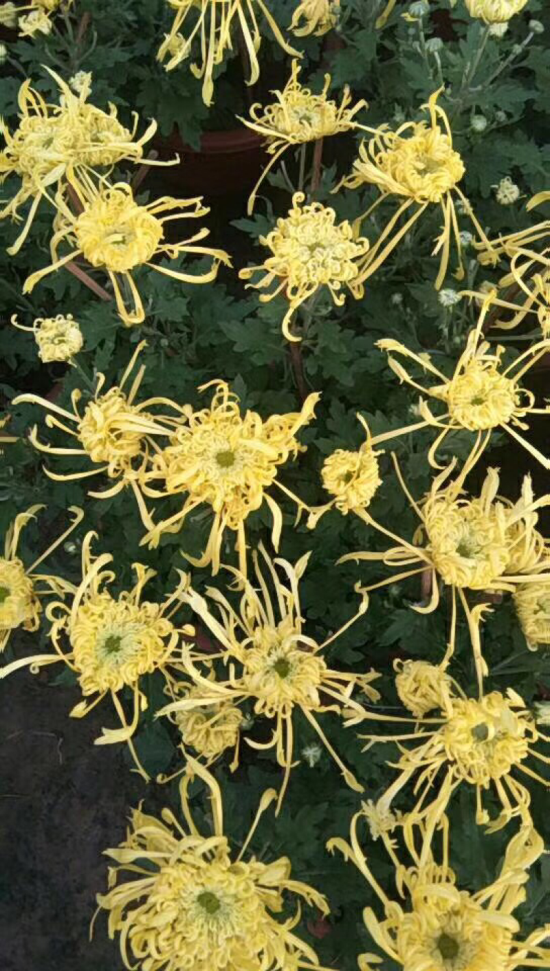 菊花多色带造型，炸酱草