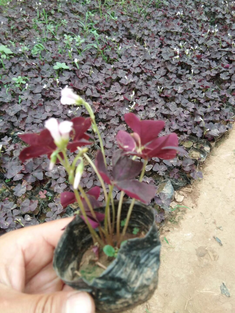 菊花多色带造型，炸酱草
