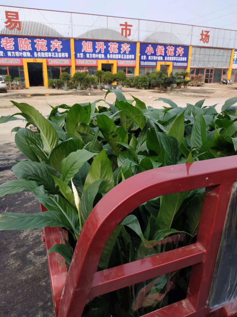 山东青州白掌一帆风顺盆栽绿植批发