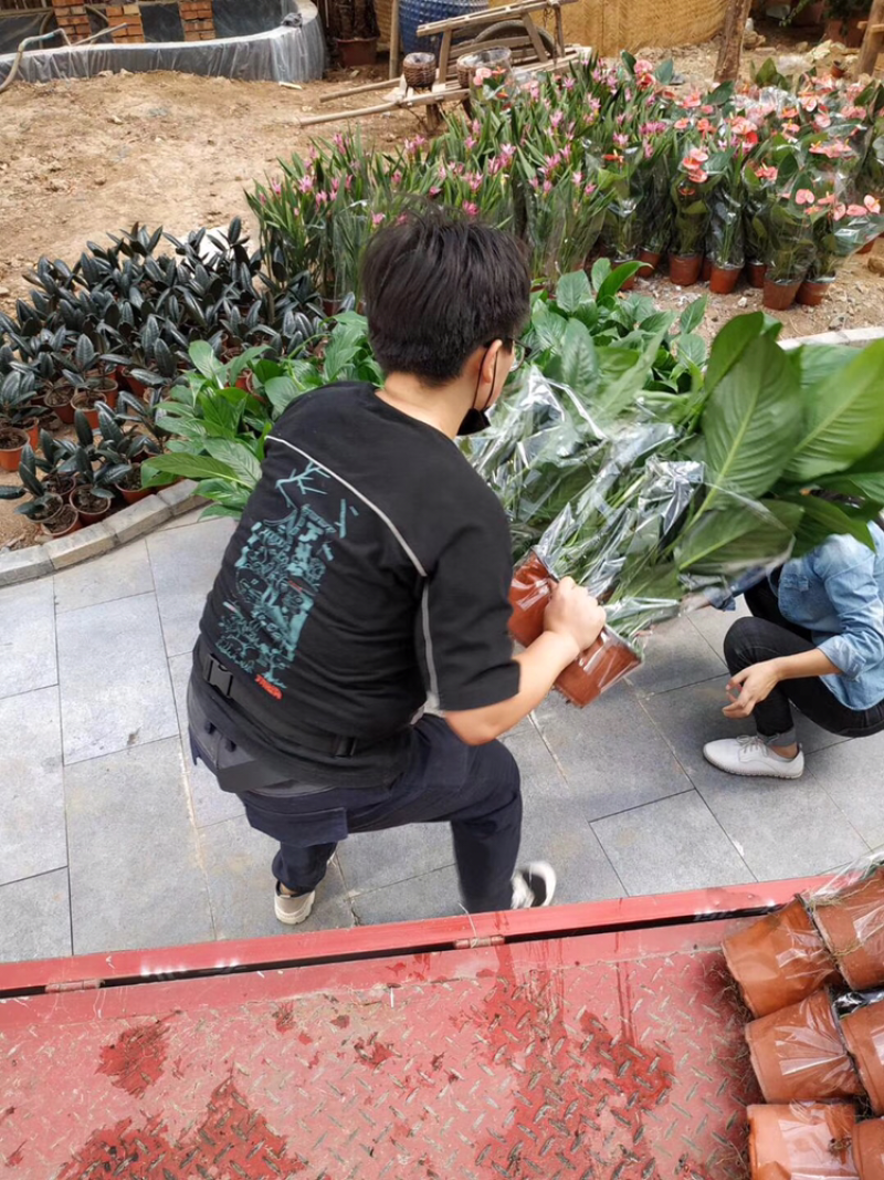 山东青州白掌一帆风顺盆栽绿植批发