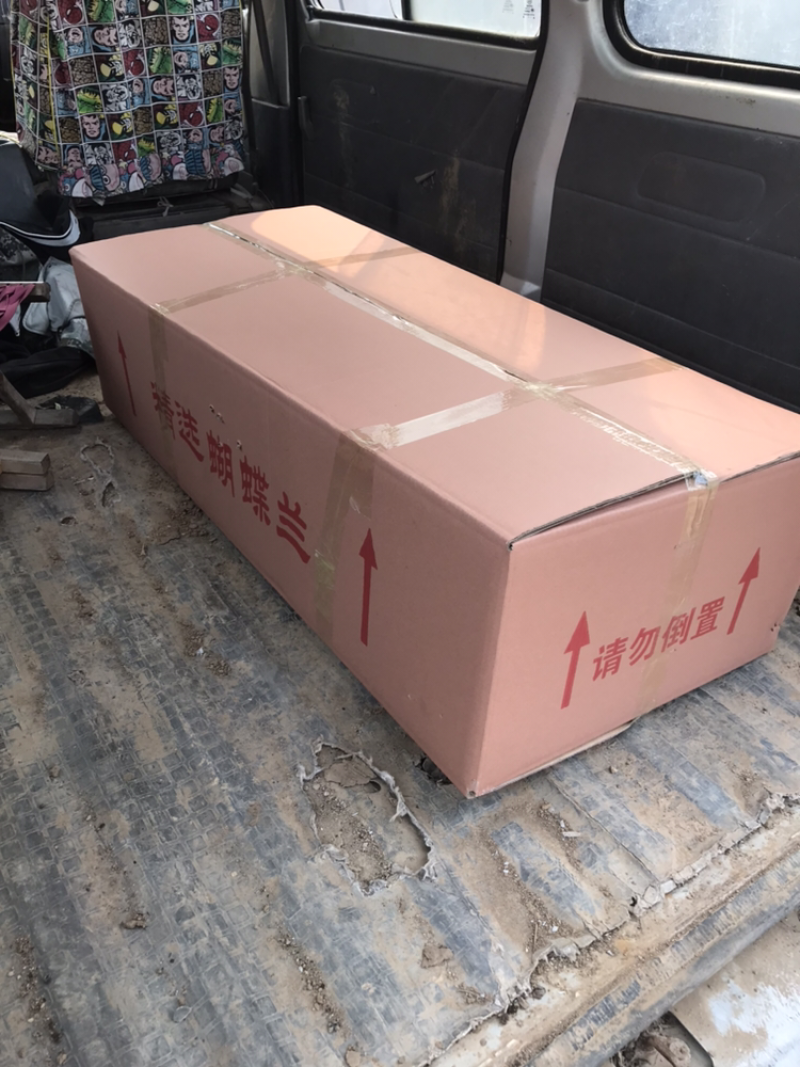 3.5寸蝴蝶兰
