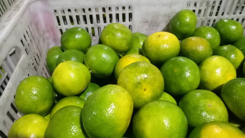 宜昌蜜桔