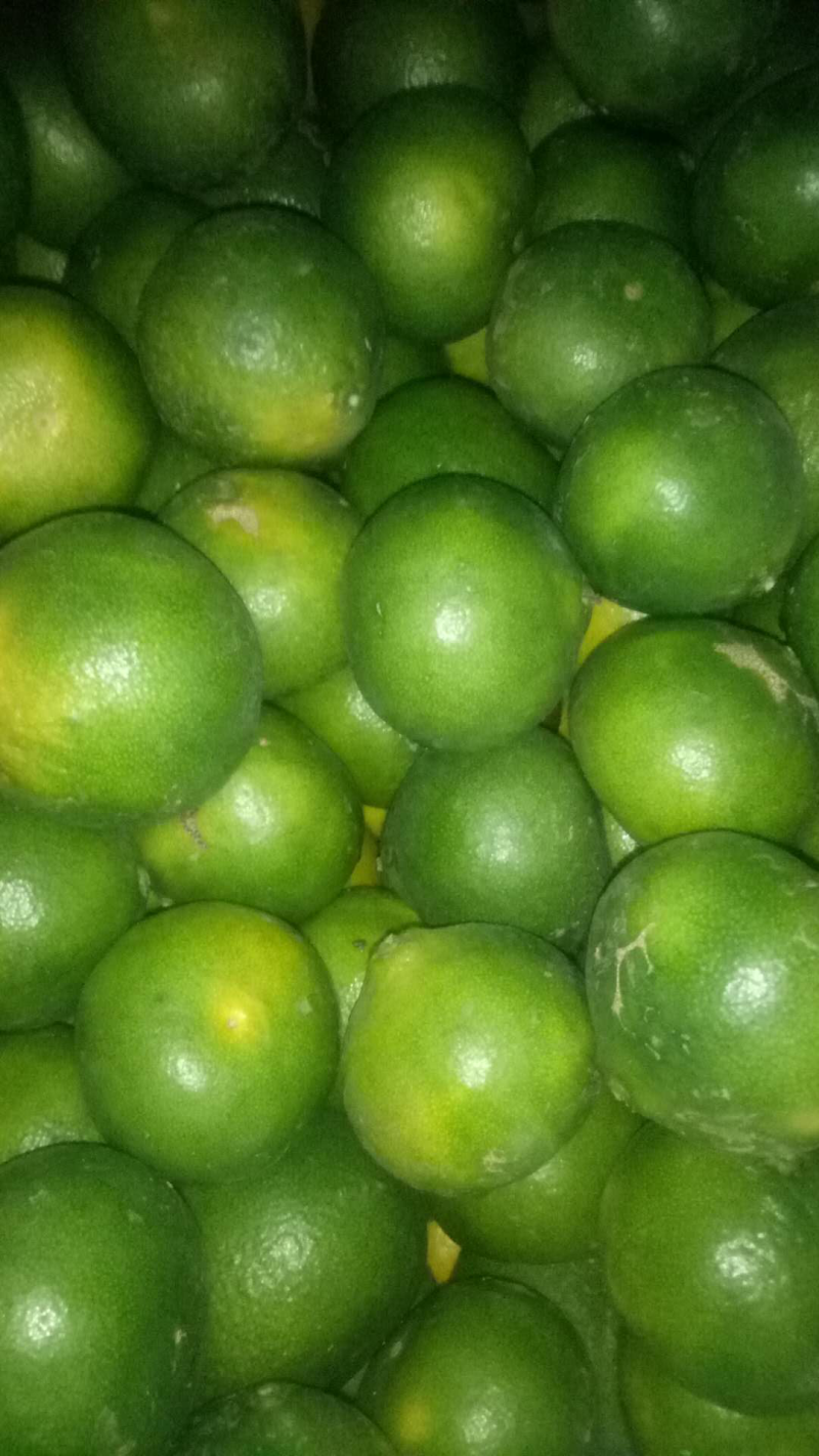 宜昌蜜桔