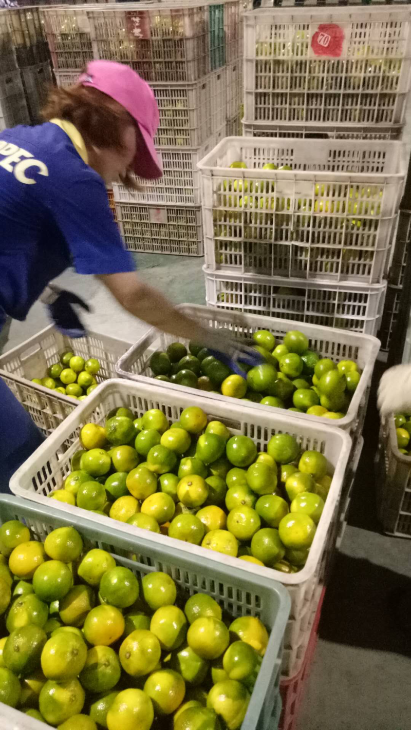 宜昌蜜桔