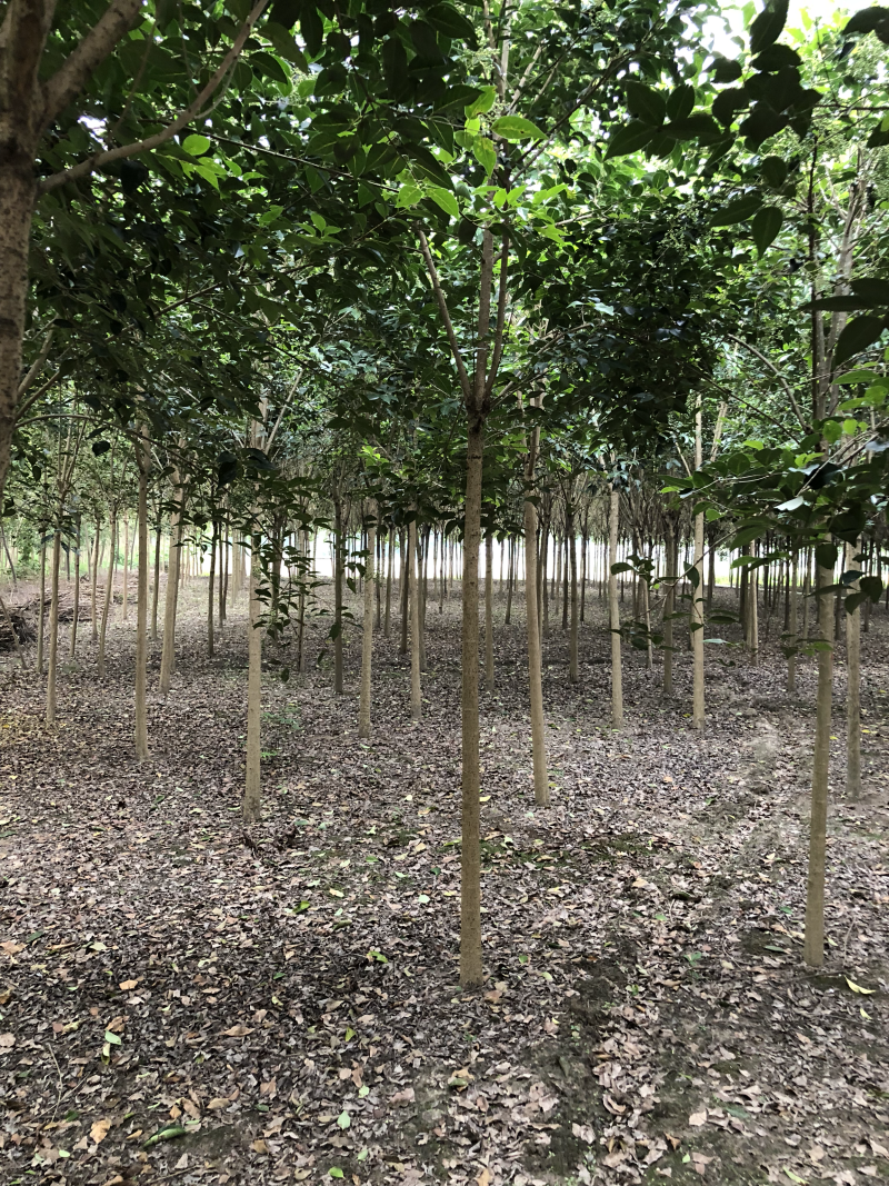 大叶女贞高杆女贞自有苗圃，量大优惠，期待合作！
