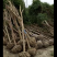 紫薇，东台新街苗木基地。