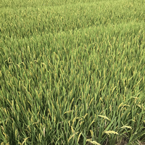 水稻。盐城东台冰稻稻种植基地。