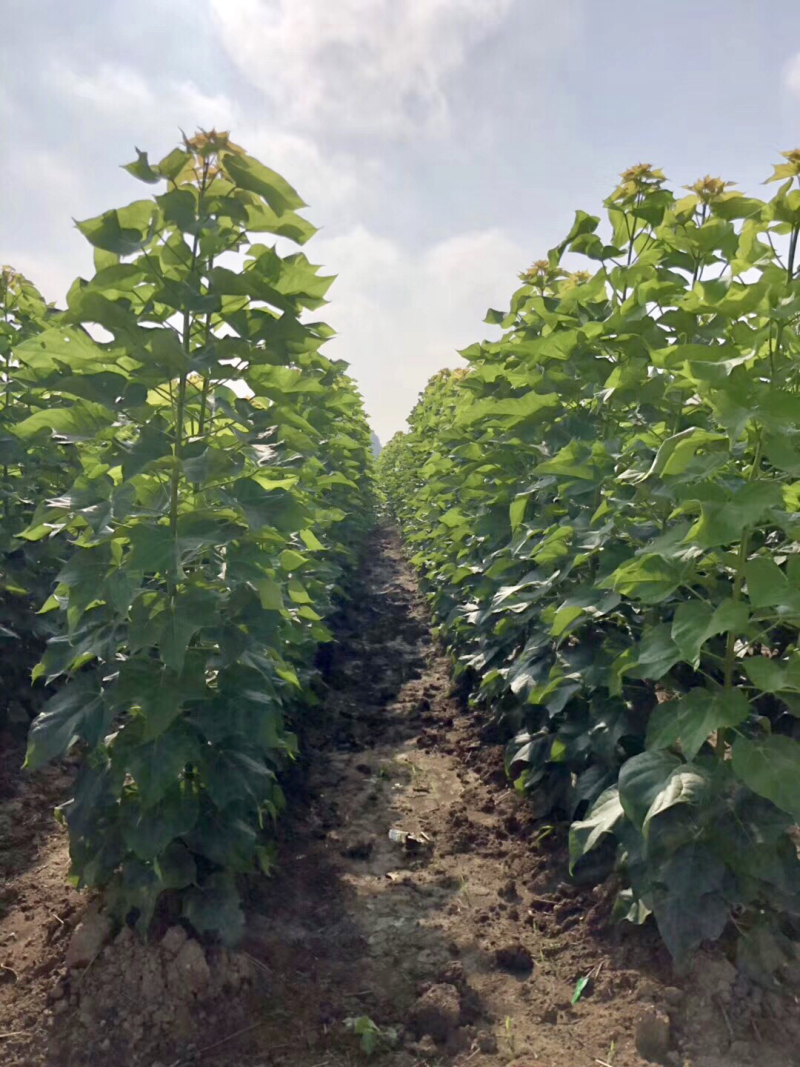 大量供应楸树，梓树，楸树小苗，梓树小苗