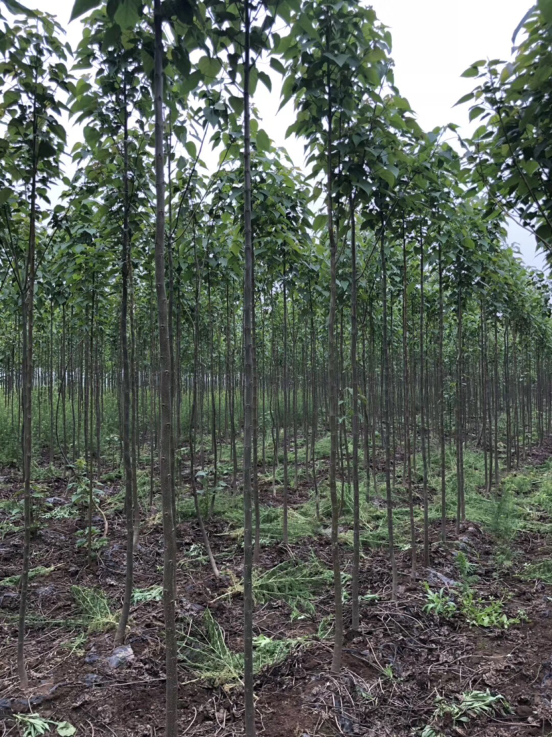 大量供应楸树，梓树，楸树小苗，梓树小苗