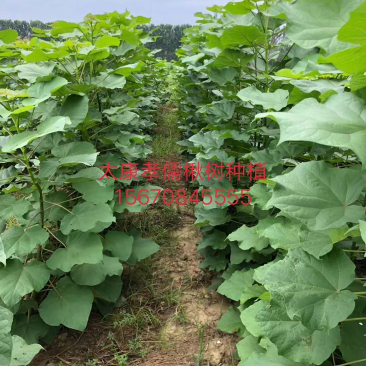大量供应楸树，梓树，楸树小苗，梓树小苗